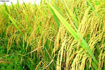 Tăng cường chọn tạo giống lúa mới cho các hộ nông dân tại Thanh Hóa