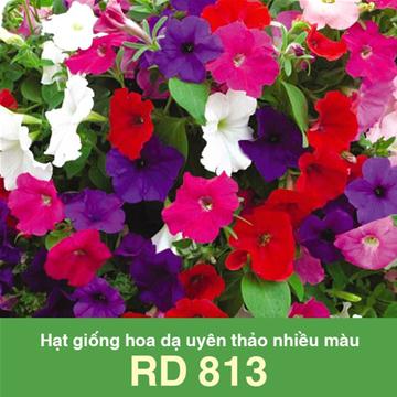 Hạt giống hoa dạ uyên (yến) thảo nhiều màu Rado 813 (20 hạt)